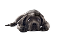 Hundehaftpflichtversicherung